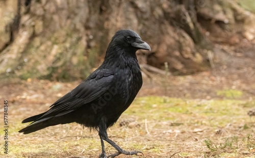 Large black raven bird on the forest floor