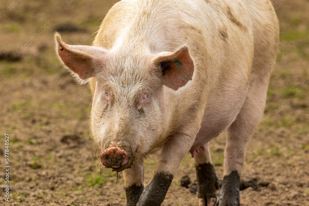 Female pig, sow, with pink face and blue eyes, floppy ears and muddy trotters and snout Female pig, sow, with pink face and blue eyes, floppy ears and muddy trotters and snout