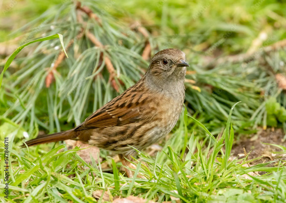 Duncock, hedge sparrow, foraging on the forest floor for food