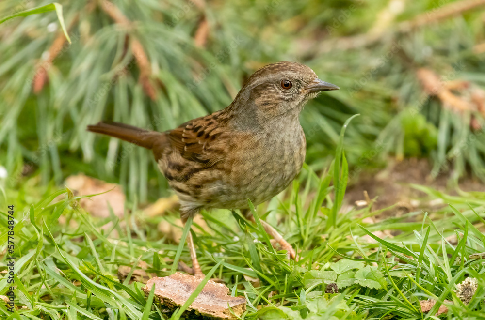 Duncock, hedge sparrow, foraging on the forest floor for food Duncock, hedge sparrow, foraging on the forest floor for food