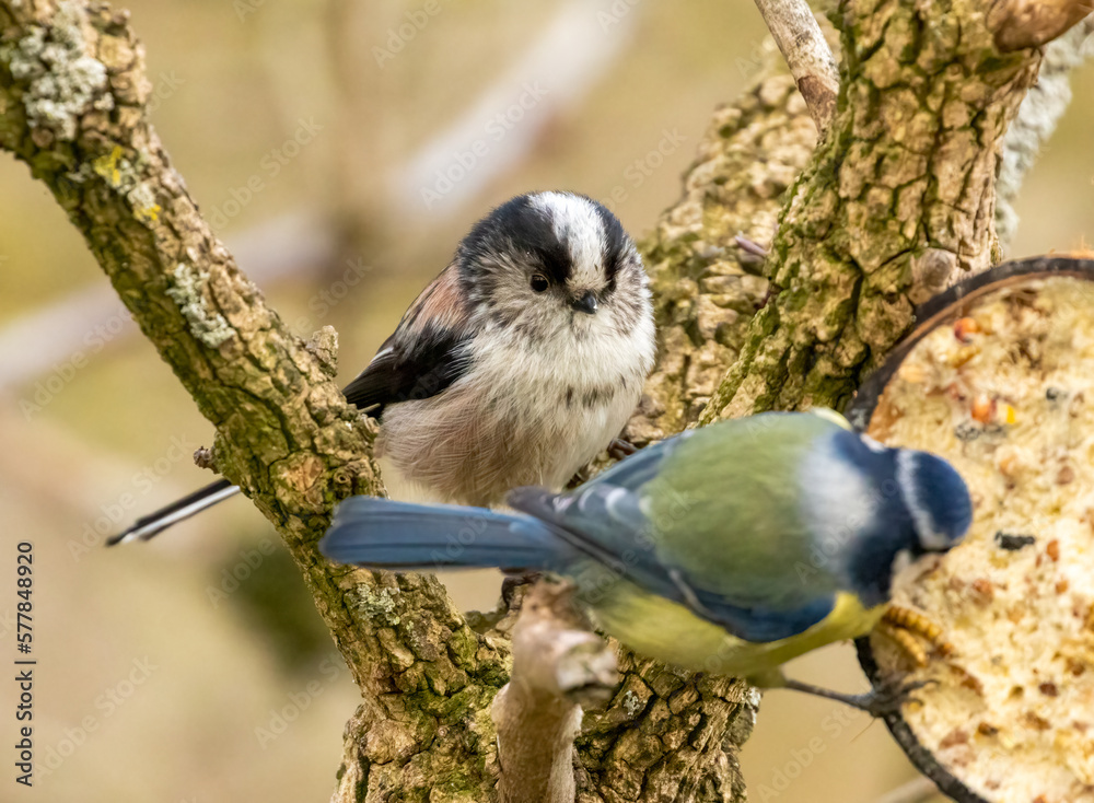 Obraz premium Long tailed tit perched on a branch