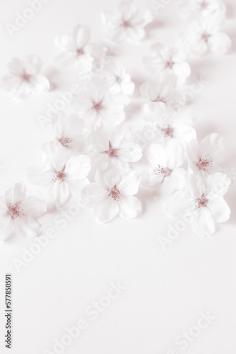 cherry blossom on white background.  sakura flower petals isolated.