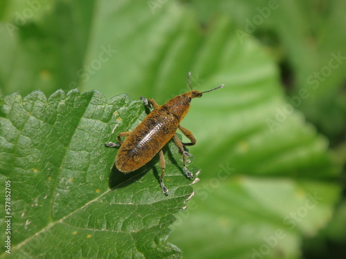 Weevil beetle (Lixus pulverulentus) sitting on a green leaf photo