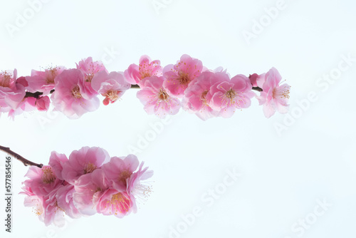 ピンク色の枝垂れ梅の花。背景を処理して透き通るような透明感を表現
