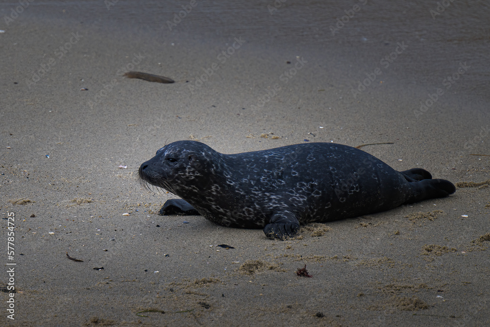 Obraz premium 2023-03-04 A LONE BABY SEAL LYING ON THE SAND IN THE CHILDRENS POOL IN LA JOLLA CALIFORNIA