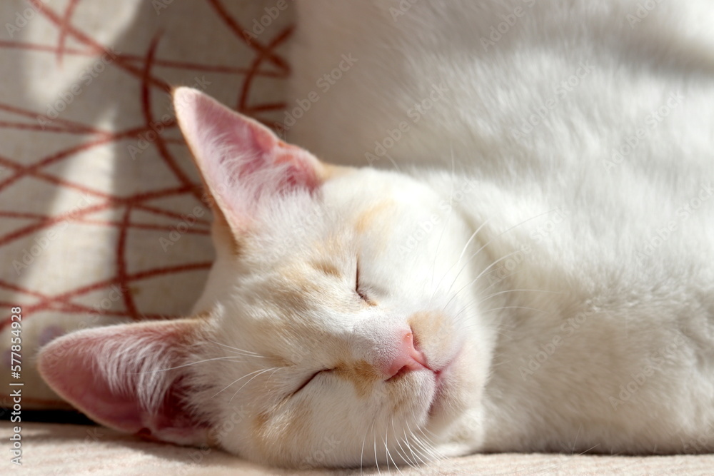 Obraz premium Honey cat