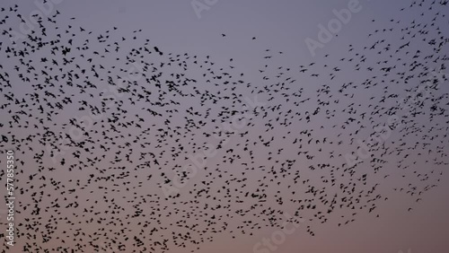 Starling murmuration - 59.94fps