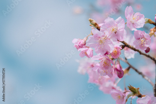 河津桜