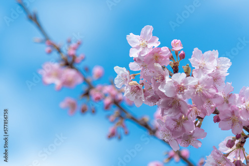 河津桜