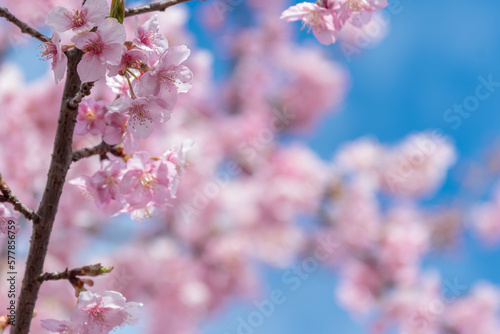 河津桜
