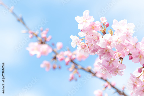 河津桜