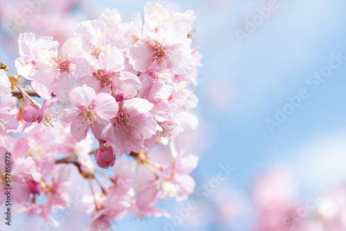 河津桜