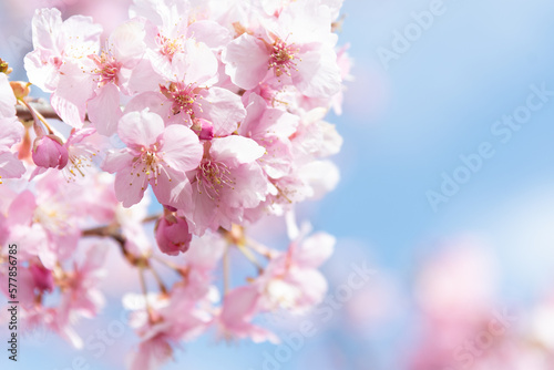 河津桜