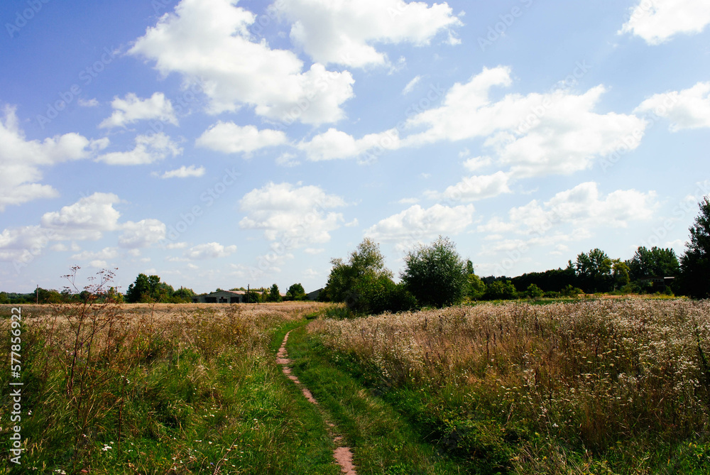 Fototapeta premium landscape with a road