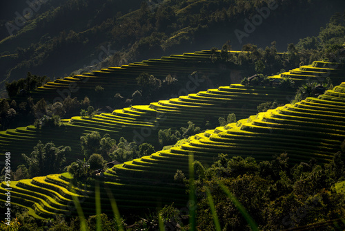 See the beautiful scenery of the rice terraces during the ripe rice season in Phung village, Hoang Su Phi district, Ha Giang province, Vietnam from above