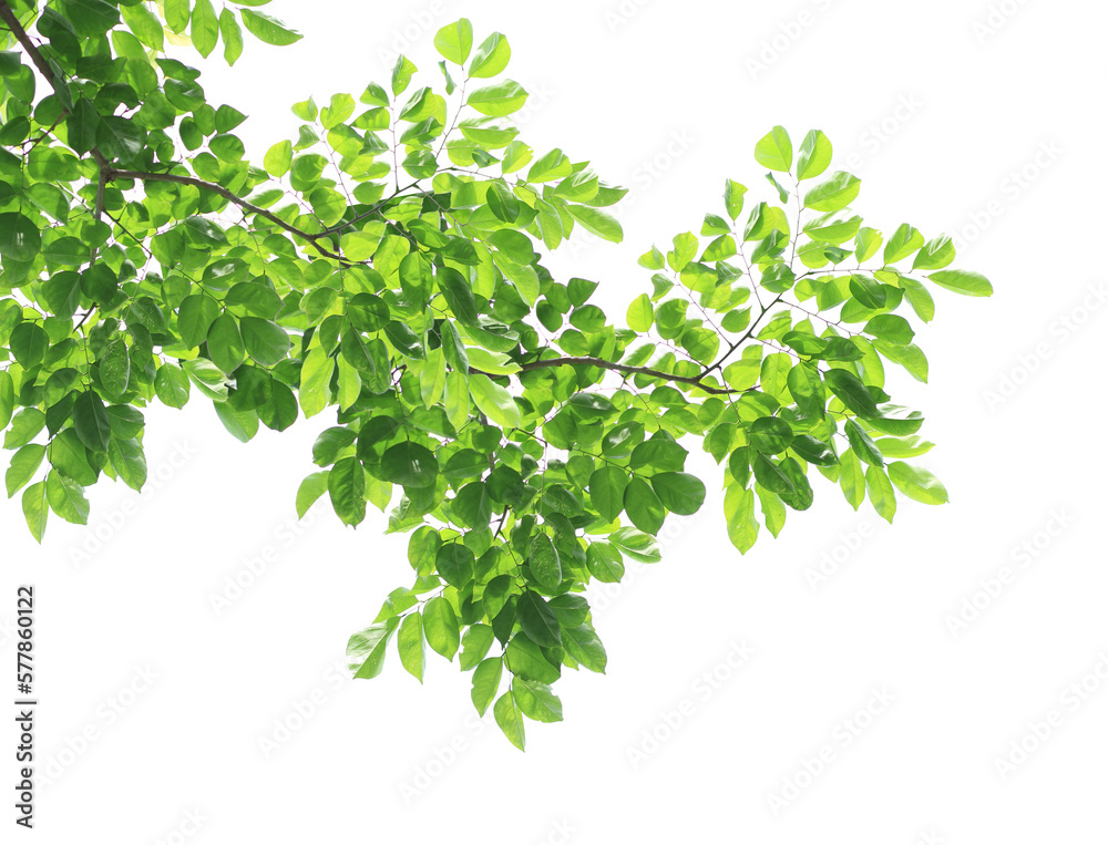 Green leaves with branch on transparent background (png file).