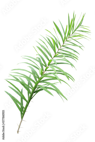 Green leaves of rattan on transparent background  png file .