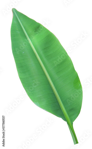 Tropical green banana leaf  on transparent background (png file.)