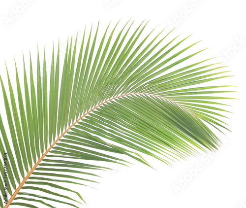 Tropical green leaf of palm tree on transparent background (png file).