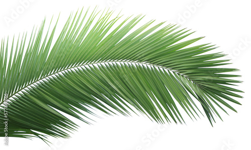 Tropical green leaf of palm tree on transparent background  png file .