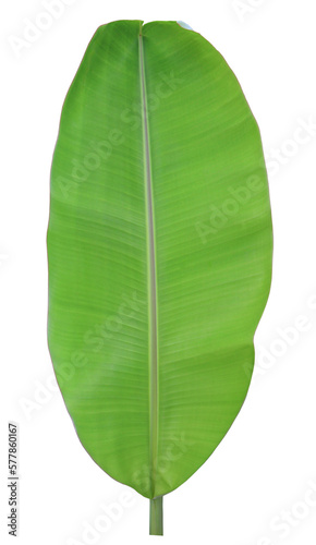Tropical green banana leaf  on transparent background  png file. 