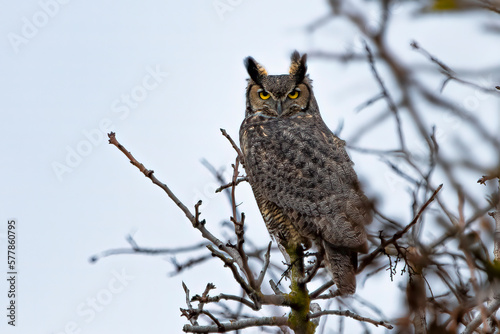 Great Horned Owl (Bubo virginianus), surveying a barren orchard. An eared and yellow eyed owl on an eerie gray day. 