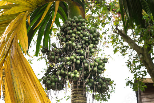 Areca nut with leaf on tree photo