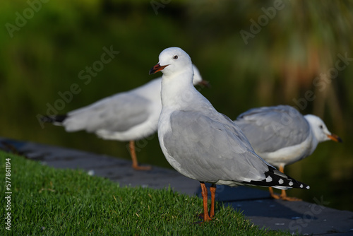 A silver gull, or seagull, standing on neatly trimmed grass beside a lake, with two other gulls in the background © Benjamin Crone