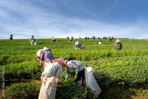 Harvesting tea on a hill early in the morning at Tam Chau tea plantation, Bao Loc, VN