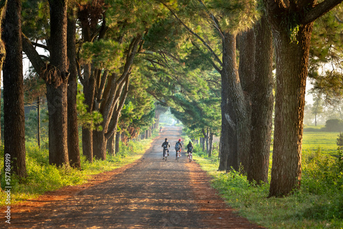 Schoolchildren ride bicycles to school on a road with two rows of ancient pine trees for nearly 100 years in Pleiku town, Gia Lai province, Vietnam one morning. This is a street visited by many touris