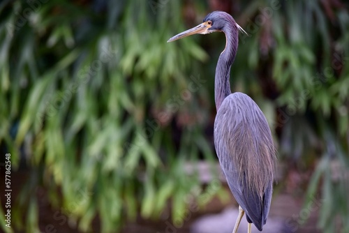 Tri-Colored Heron