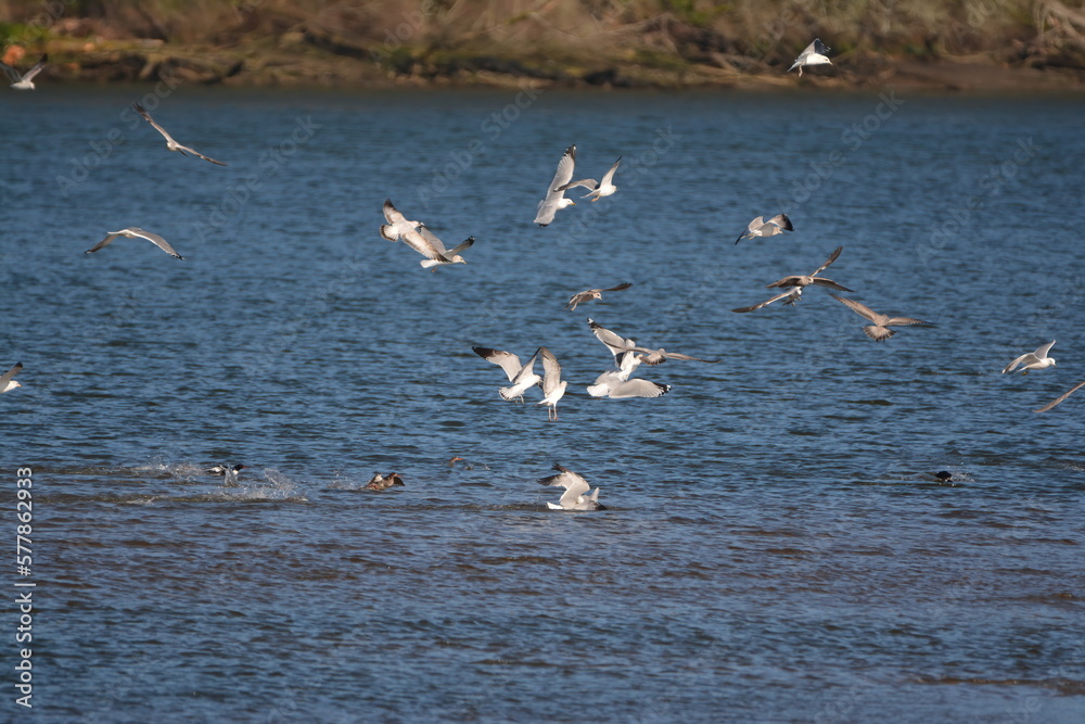 seagull flock over water