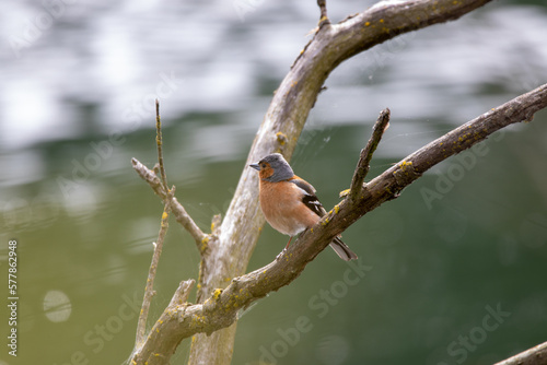 Common Chaffinch in New Zealand