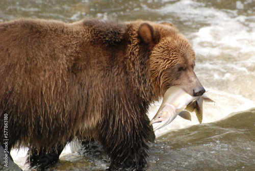 Close up of a grizzly bear with a freshly caught Pink Salmon in its mouth © Wandering Bear