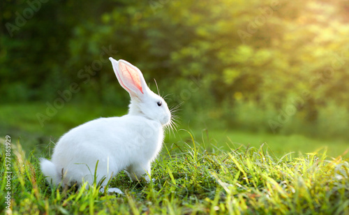 a white rabbit on a green sunset lawn 