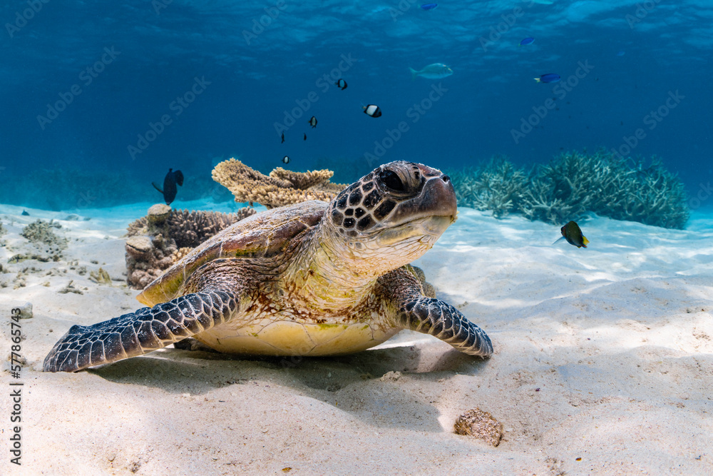 Obraz premium Green Turtle