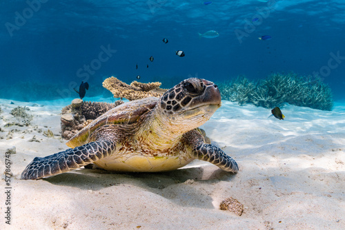 Photography Green Turtle