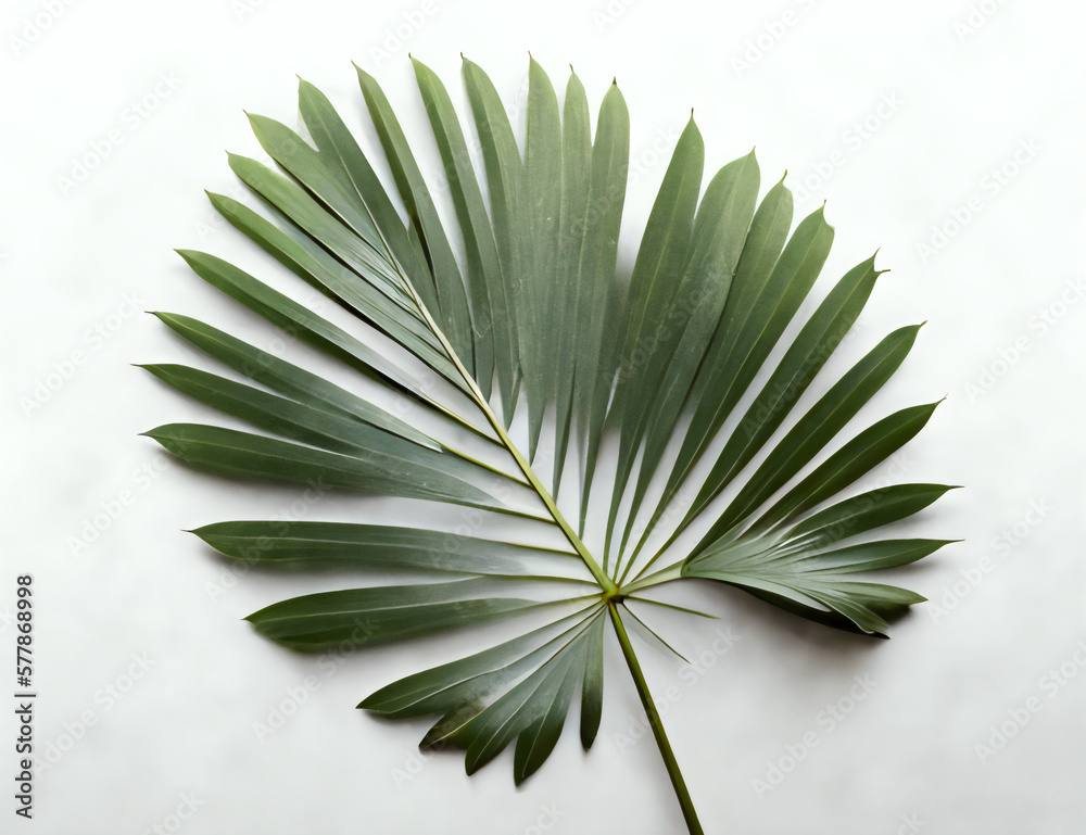 Fototapeta premium palm fan leaf, palm leaf, white color background, high key