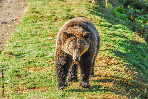 Wallpaper Mural A big, beautiful and healthy grizzly bear walks atop a grassy riverbank Torontodigital.ca
