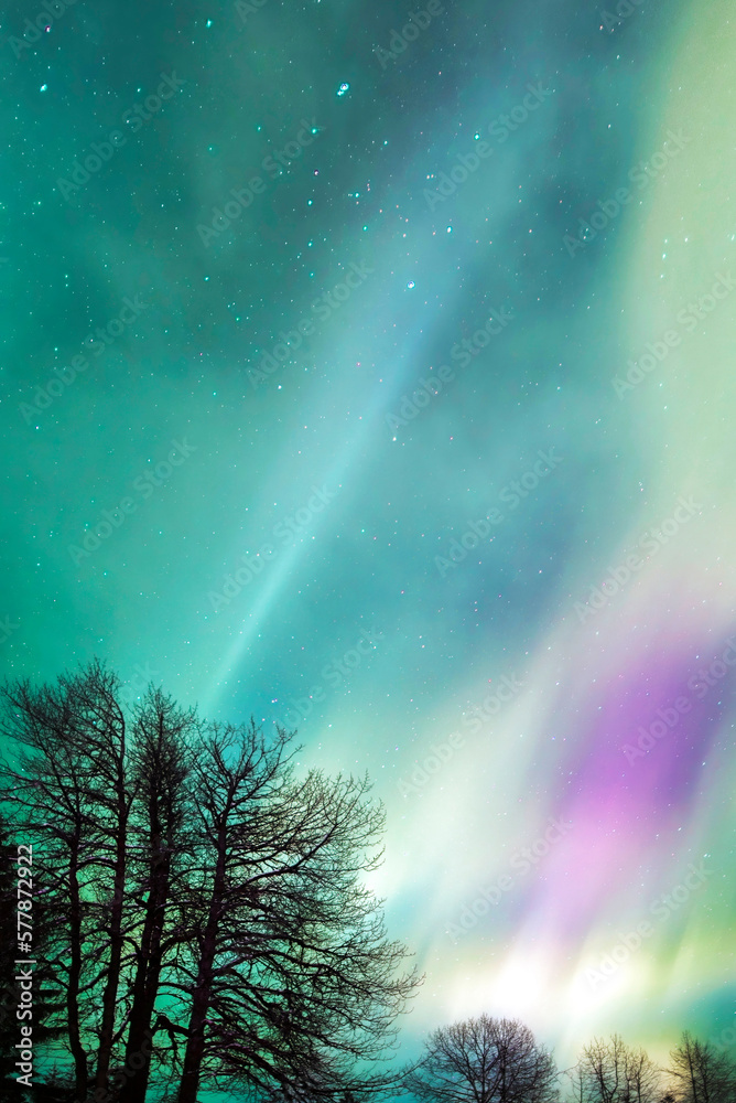 Aurora, stars, and silhouetted trees in an Alaskan night sky.