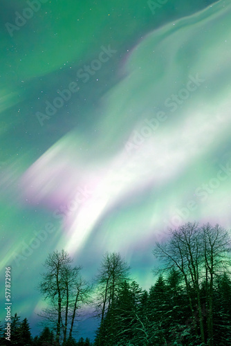 Colorful patterns of Aurora Borealis in and Alaskan sky with trees.