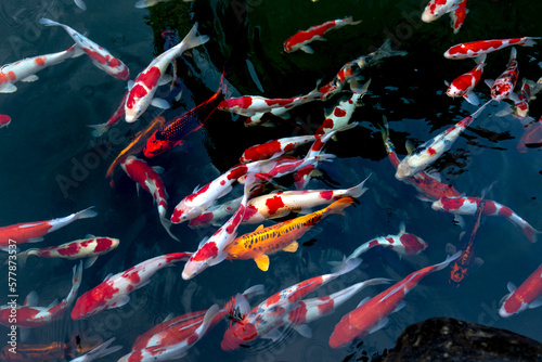 Colorful Japanese fancy carps are known as Koi swimming under the clear water, in a lake

