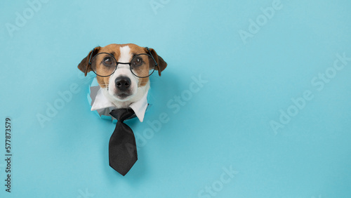 Dog jack russell terrier in glasses and a tie sticks out of a hole in a blue background.  © Михаил Решетников