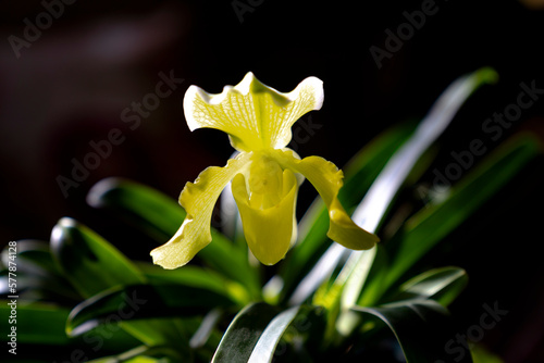 Paphiopedilum delenatii, Vietnam wild orchid, white and pink flower. Beautiful orchid bloom  photo