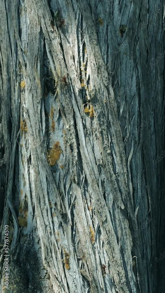 Ants carrying leaves while they go down a tree. Ants carrying leaves while they go down a tree.