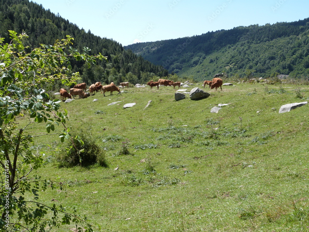 Vaches des Pyrénées  broutant dans les pâturages.