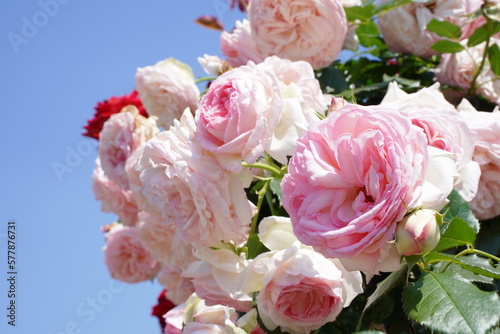 ピエールドゥロンサール、ピエールドロンサール、ピエール、ロンサール、pierre de ronsard、pierrederonsard、
神代植物園、神代、植物園、公園、5月、花、日本、東京、植物、自然、バラ、ばら、薔薇、咲く、春、野外、空、青、ピンク、緑、ナチュラル、美しい、可愛い、可憐、綺麗、青空、晴れ、