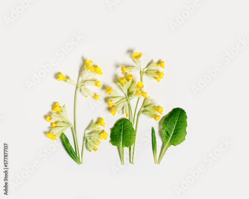 Floral flat lay with spring primroses flowers and green leaves, Primula veris blooming wildflower, botanical pattern on white background, spring season nature still life, field plant