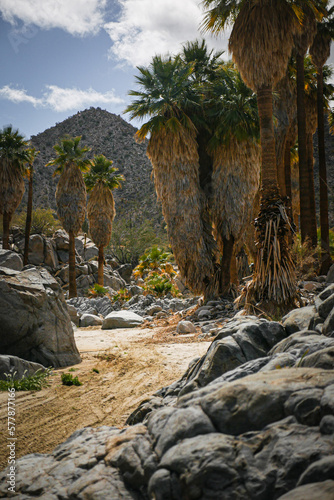Palm tree oasis in sand wash with giant white boulders in Catavina, Baja California
