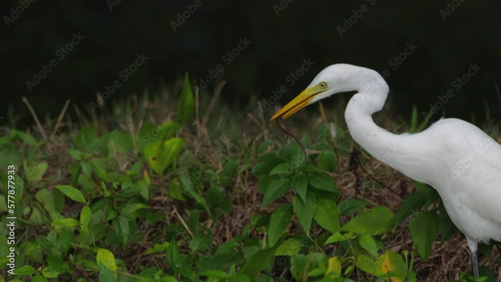 Great white egret has caught a lizard, Phuket, Thailand. Bird with captured lizard Great white egret has caught a lizard, Phuket, Thailand. Bird with captured lizard